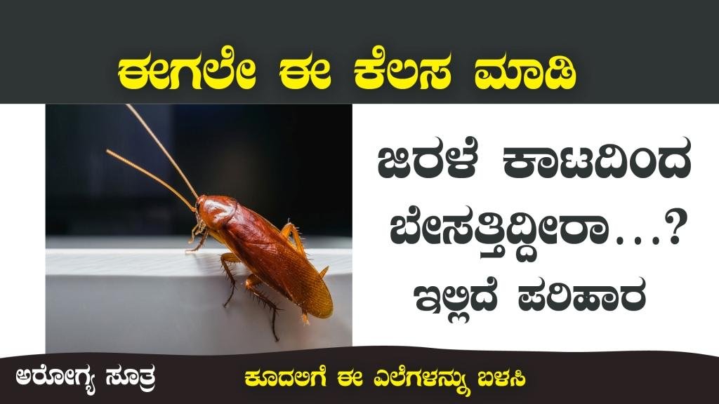 ಜಿರಳೆ ಕಾಟದಿಂದ ಬೇಸತ್ತಿದ್ದೀರಾ…? ಇಲ್ಲಿದೆ ಪರಿಹಾರ - get rid of cockroaches